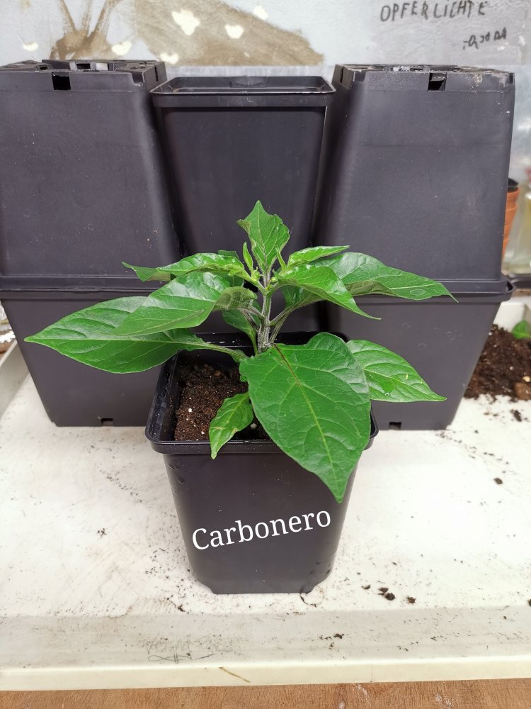 Carbonero (1)