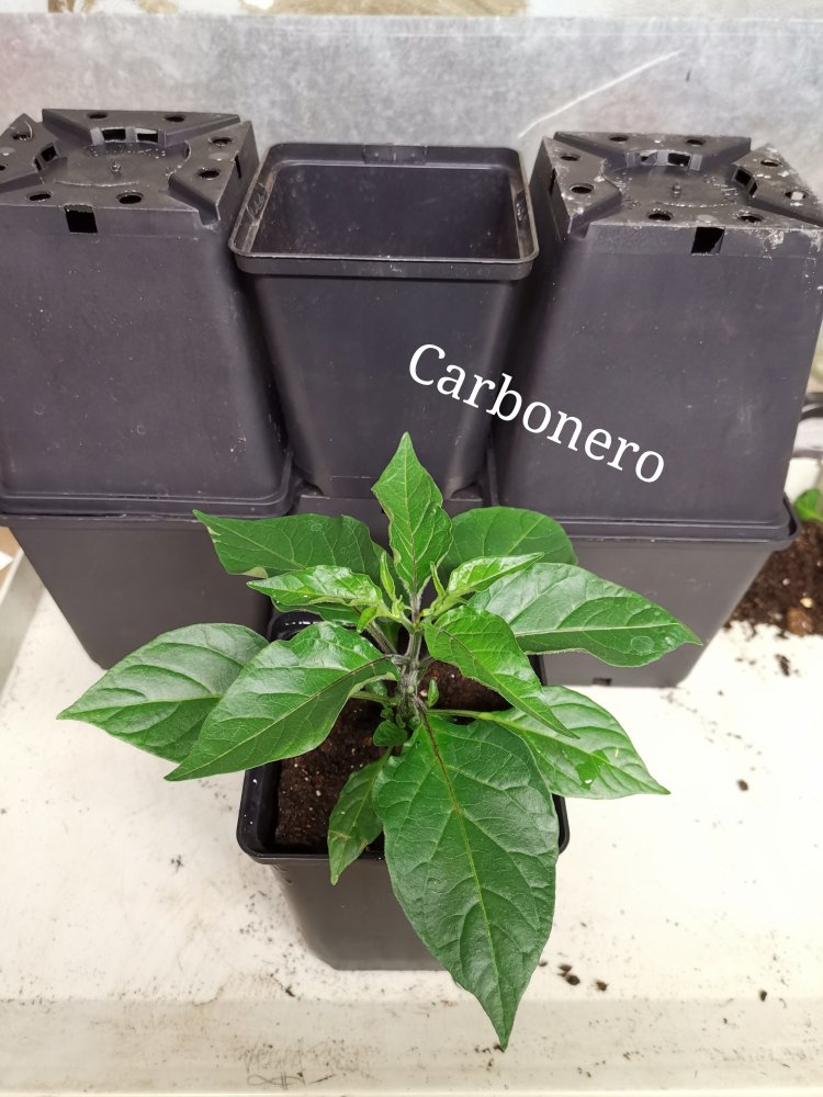 Carbonero (2)