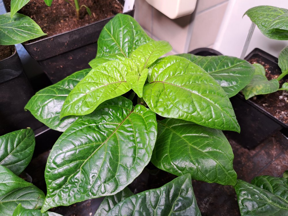 Carolina Reaper 240323.jpg