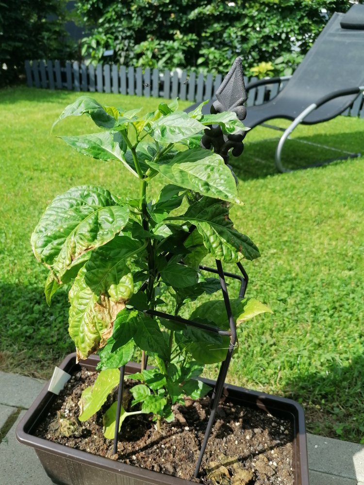 Carolina Reaper braun.jpg