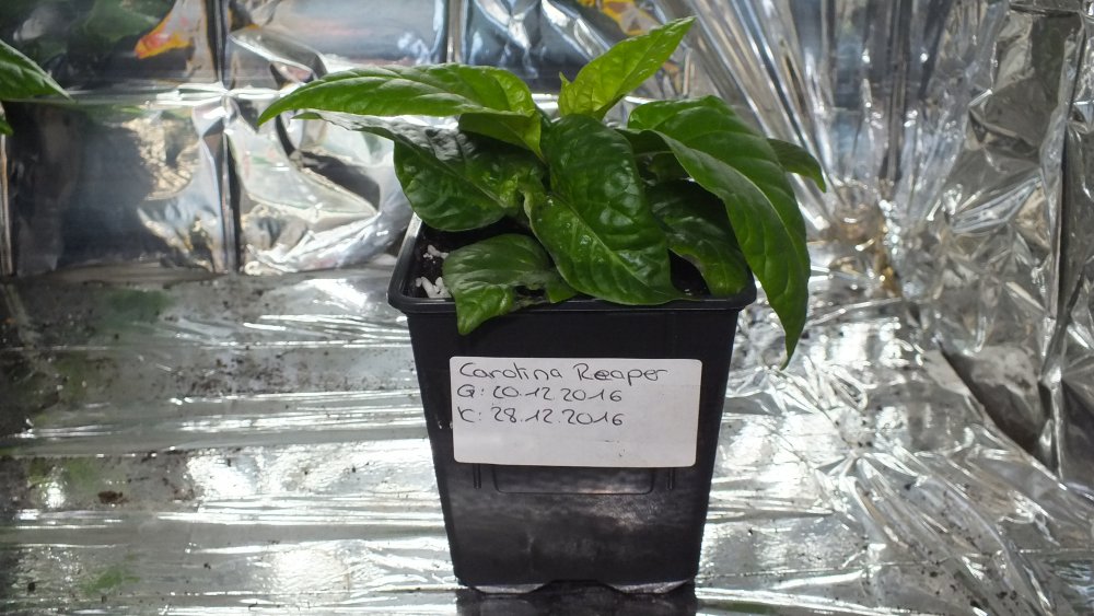 Carolina Reaper
