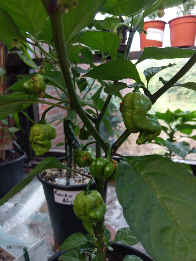 Carolina Reaper