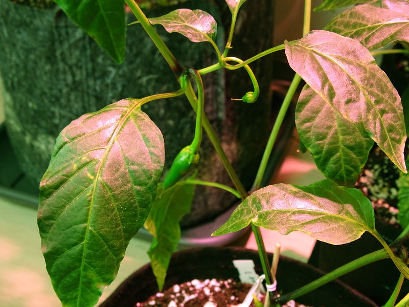 Cayenne, Fruchtansätze