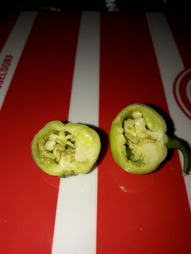 CGN 21500 unreif (2)