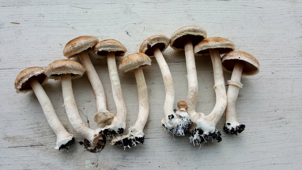 Champignons