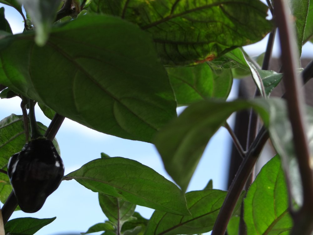 Cheiro Orange 1 Beere 1.JPG