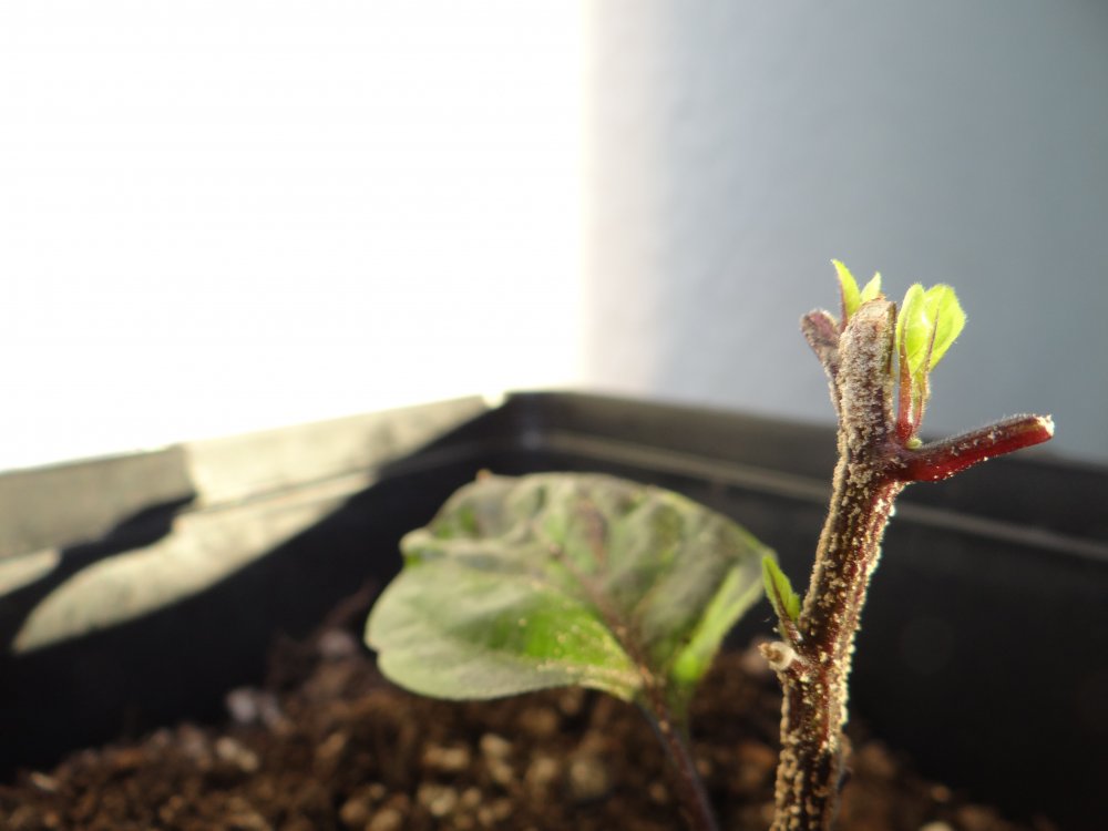 Cheiro Orange 2 detail.JPG