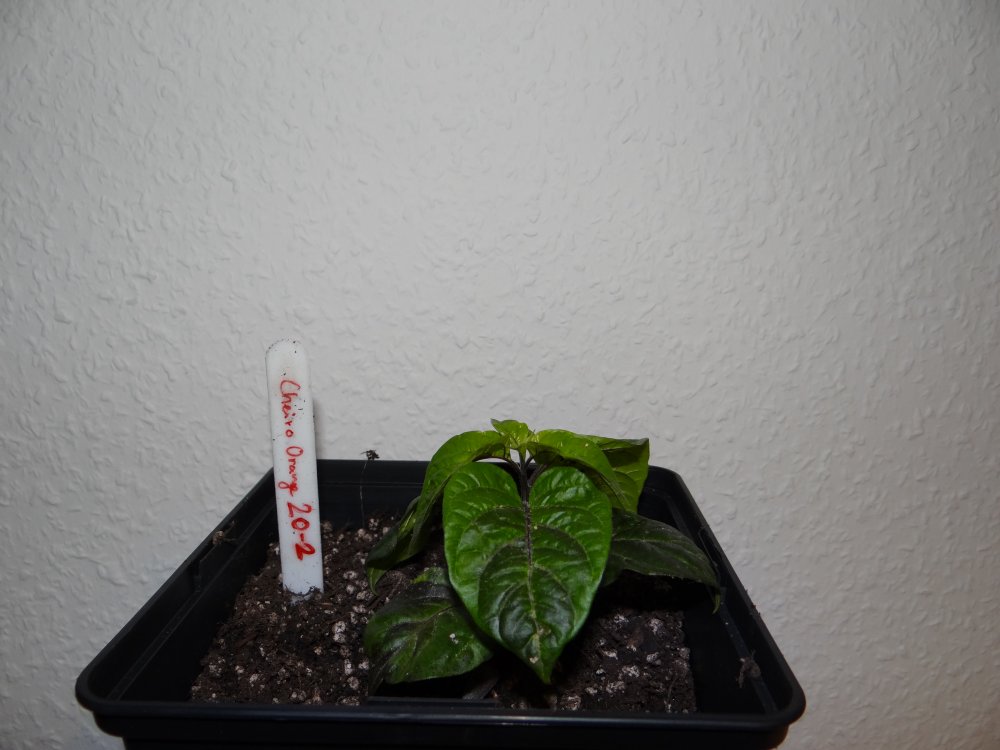 Cheiro Orange 20-2.JPG