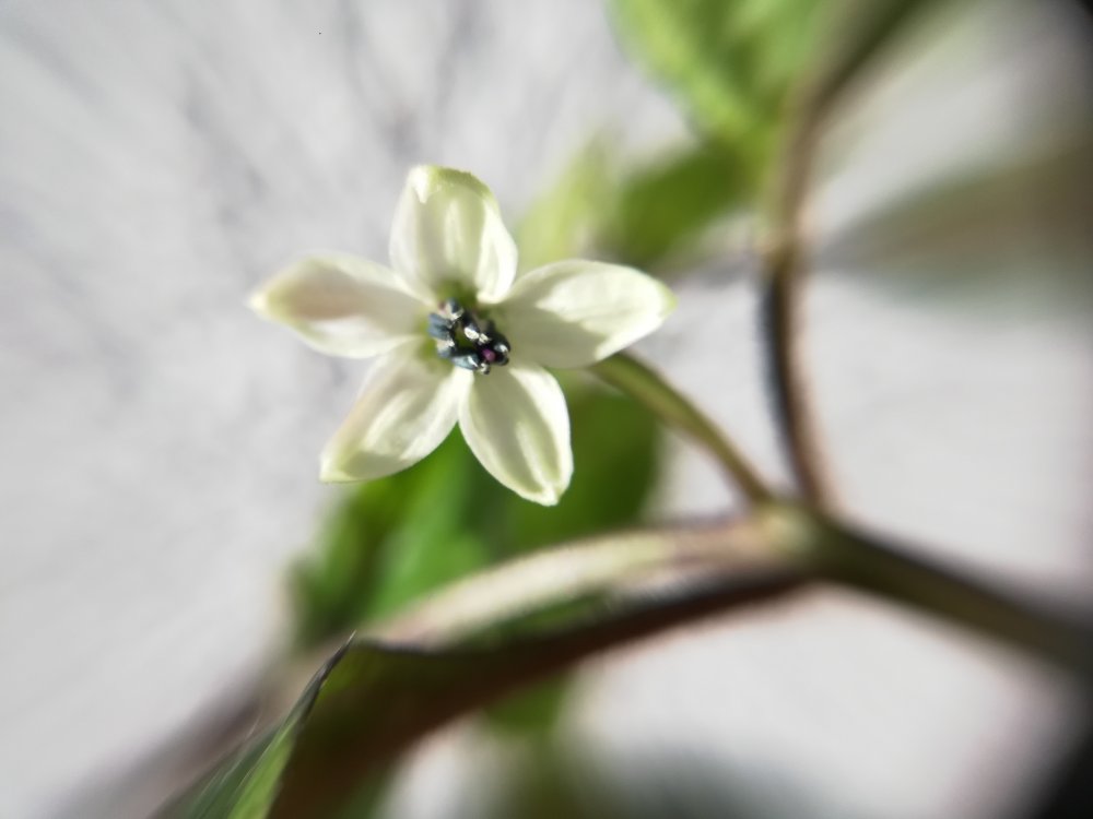 Cherio Orange 1 Blüte.jpg