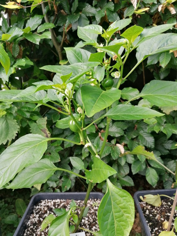 Cherry Bomb braun.jpg