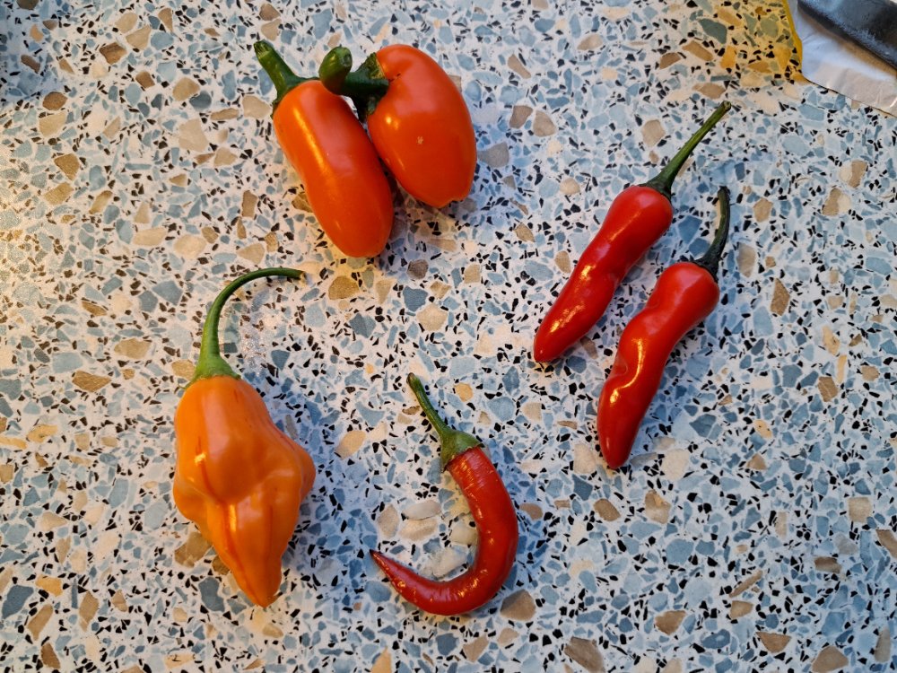 Chili 060824 01.jpg