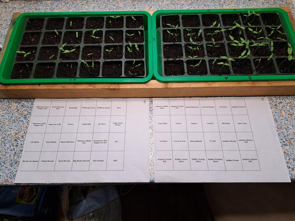 Chili Anzucht 190123 01.jpg