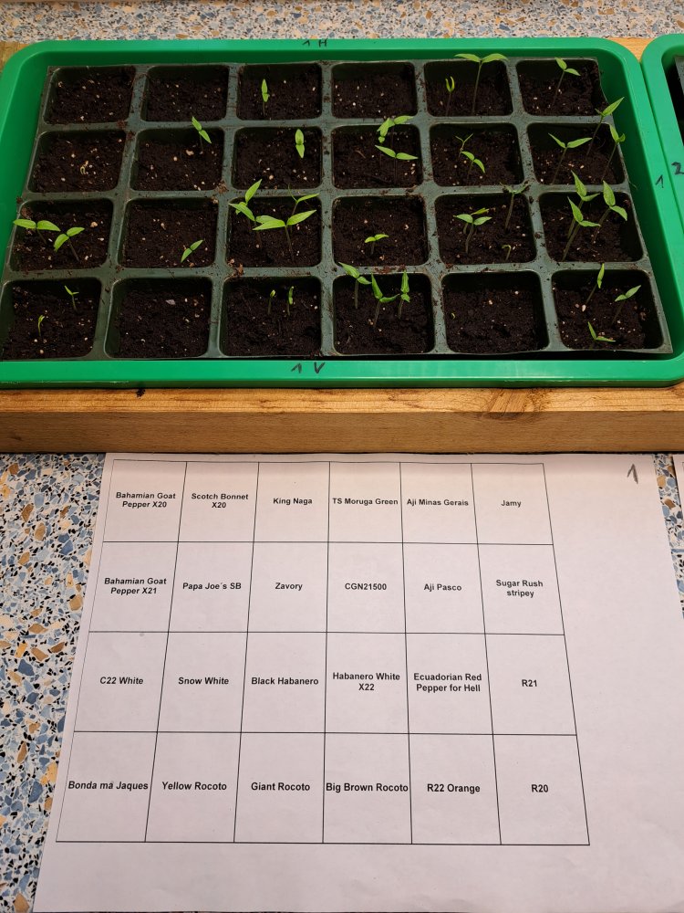 Chili Anzucht 190123 02.jpg