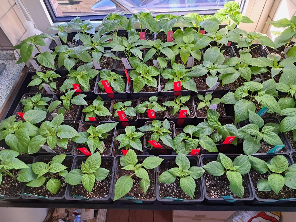 Chili Küche 010326 01.jpg