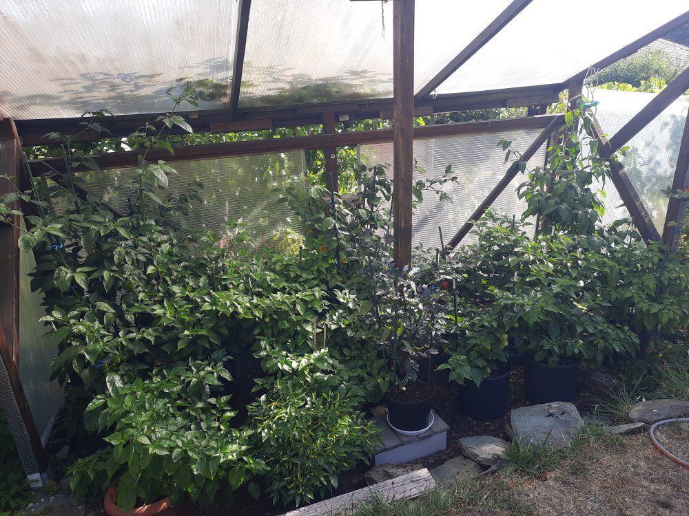 Chili Quartier 1 080822.jpg