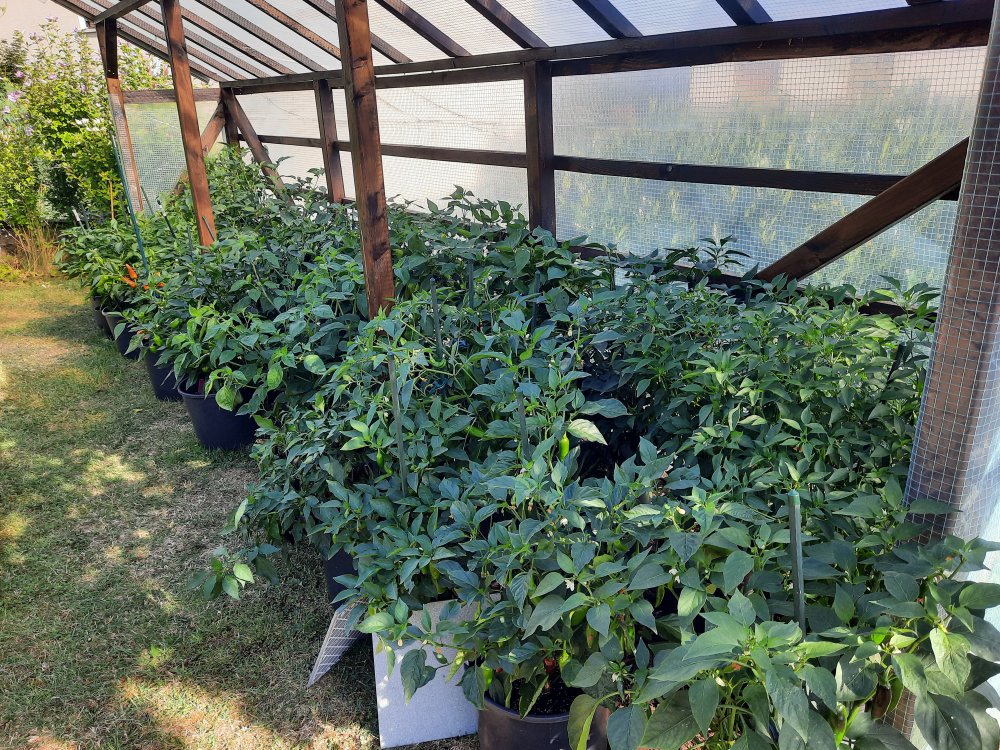 Chili Quartier 2 080822a.jpg