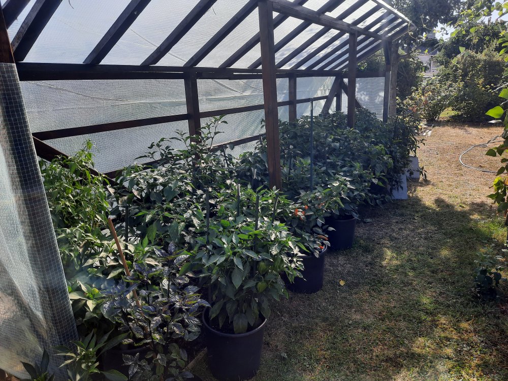 Chili Quartier 2 080822b.jpg