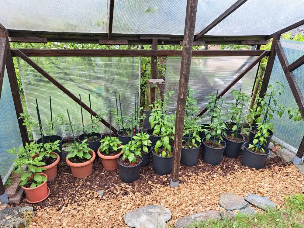 Chili Standort 1 010626.webp
