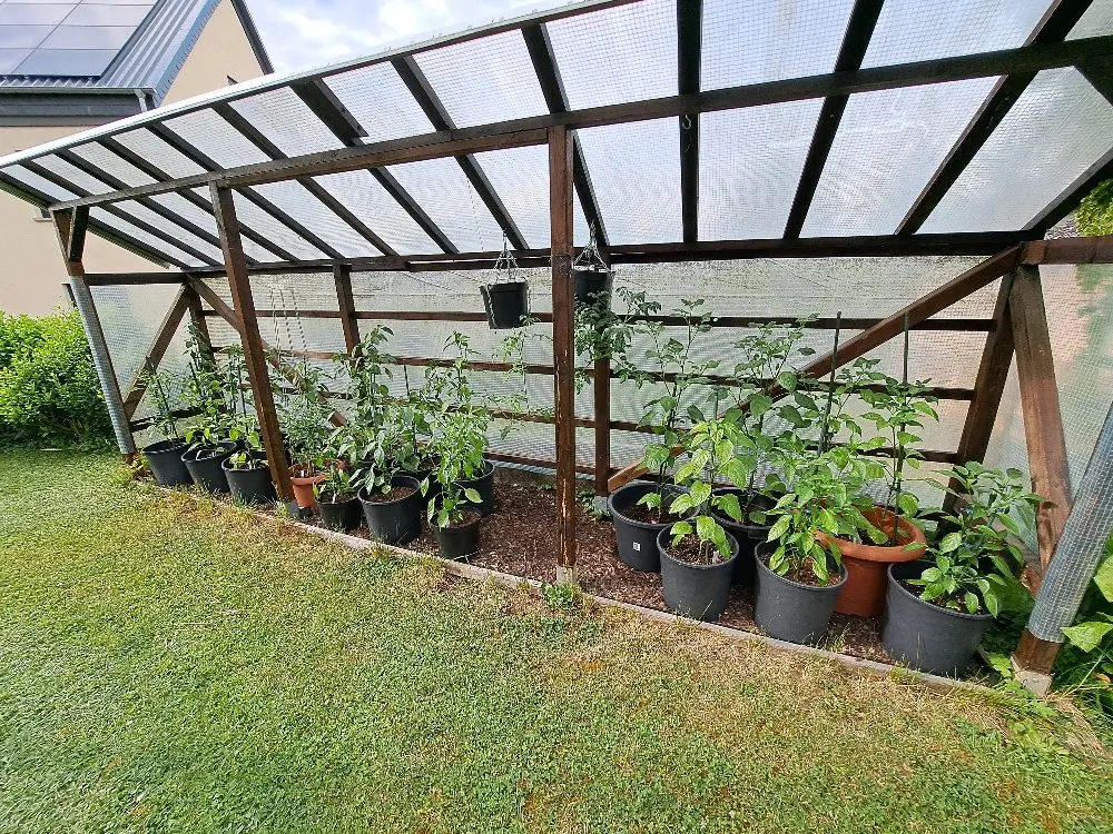 Chili Standort 2 010626.webp