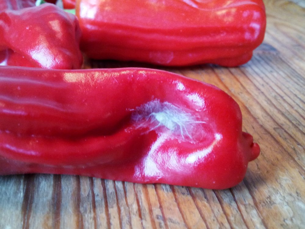 Chili Untermieter.jpg