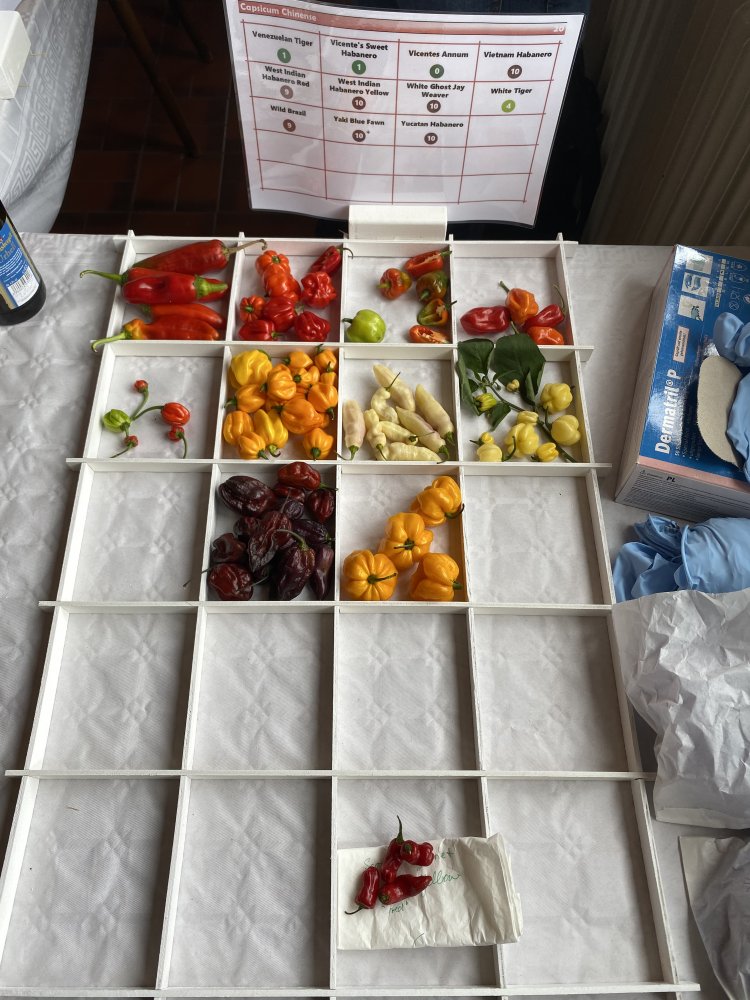 Chiliausstellung Oberursel