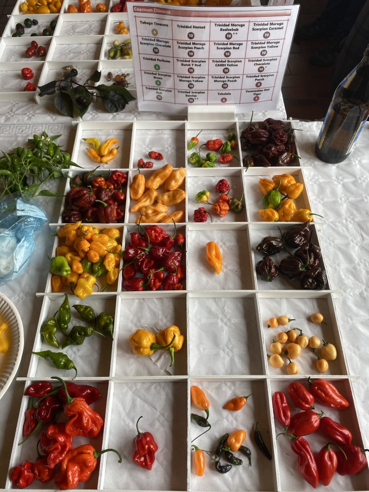 Chiliausstellung Oberursel