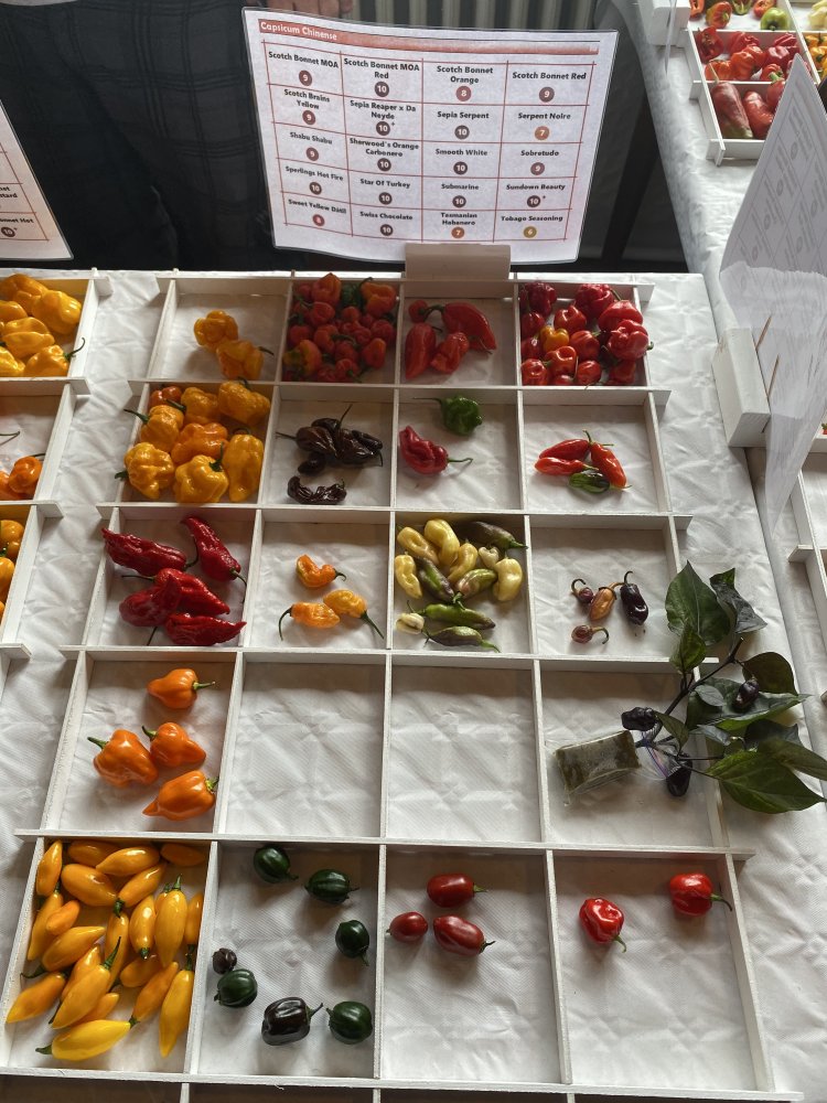 Chiliausstellung Oberursel