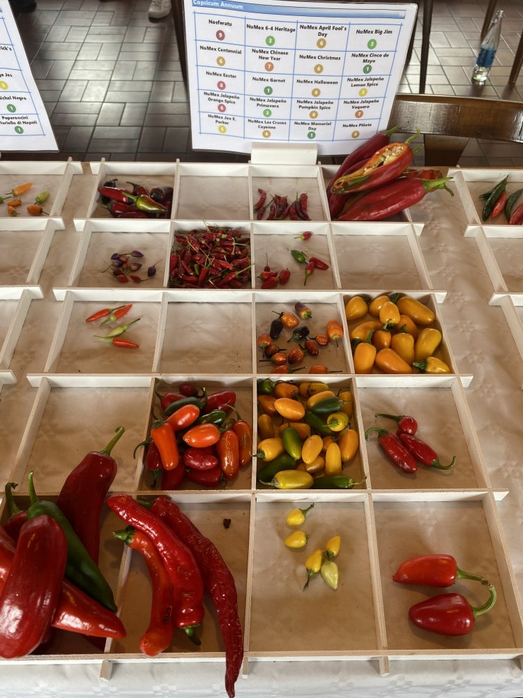 Chiliausstellung Oberursel