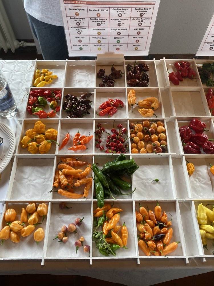 Chiliausstellung Oberursel