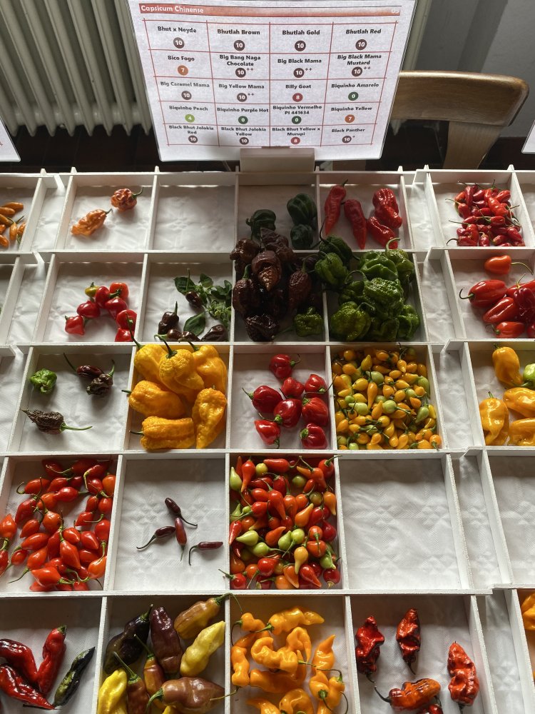 Chiliausstellung Oberursel