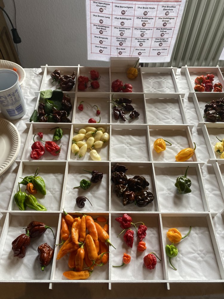 Chiliausstellung Oberursel