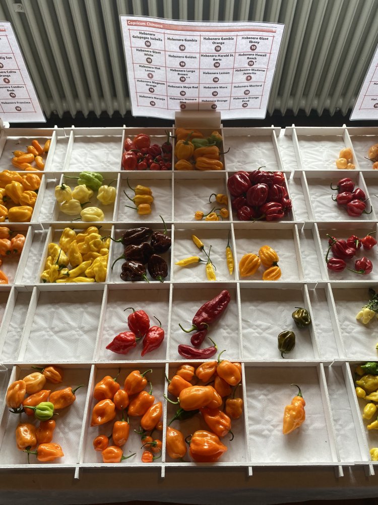 Chiliausstellung Oberursel