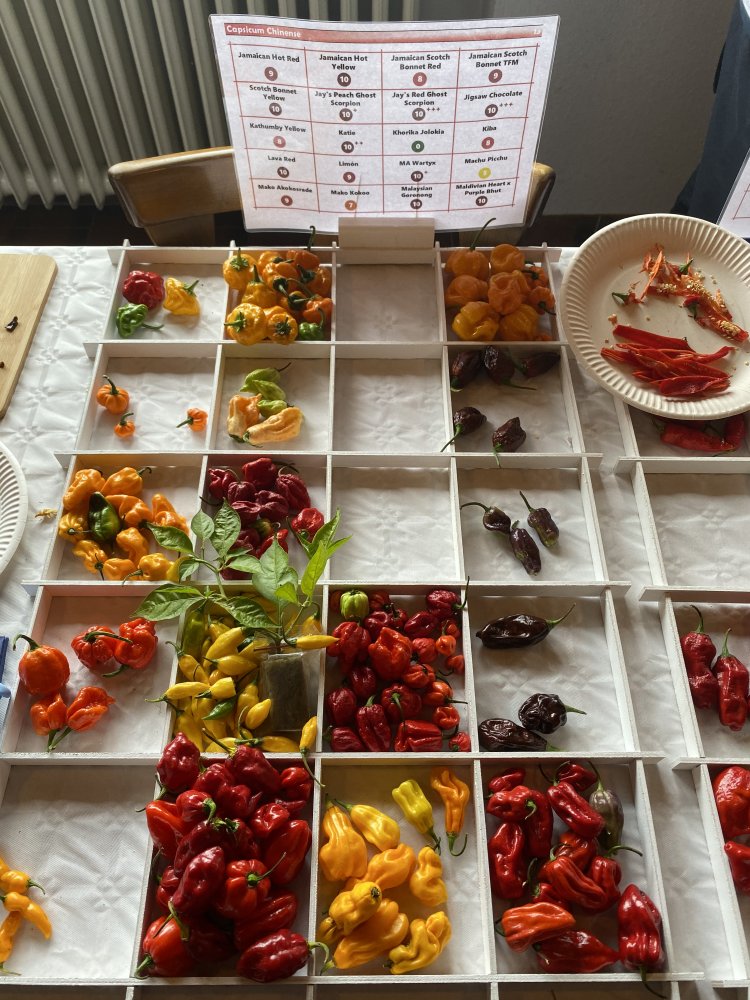 Chiliausstellung Oberursel