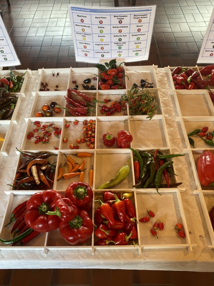 Chiliausstellung Oberursel