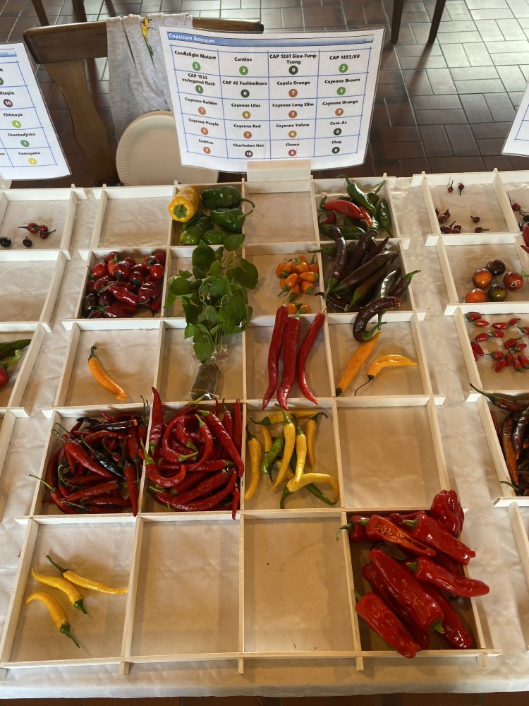 Chiliausstellung Oberursel