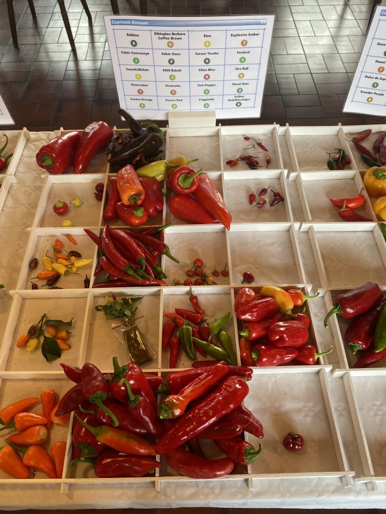 Chiliausstellung Oberursel