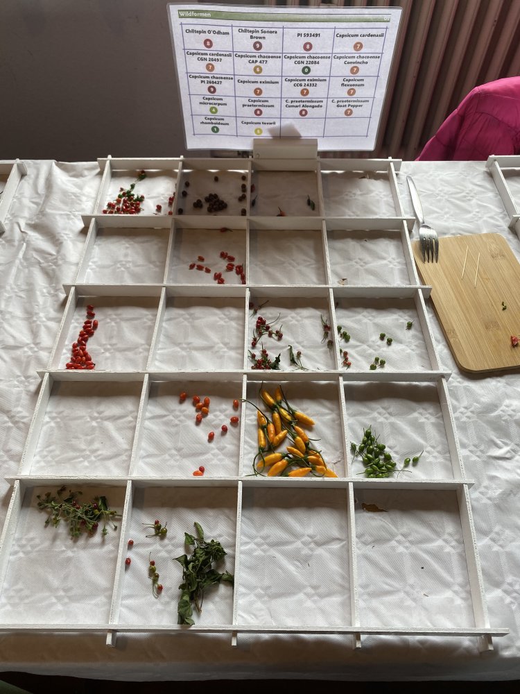 Chiliausstellung Oberursel