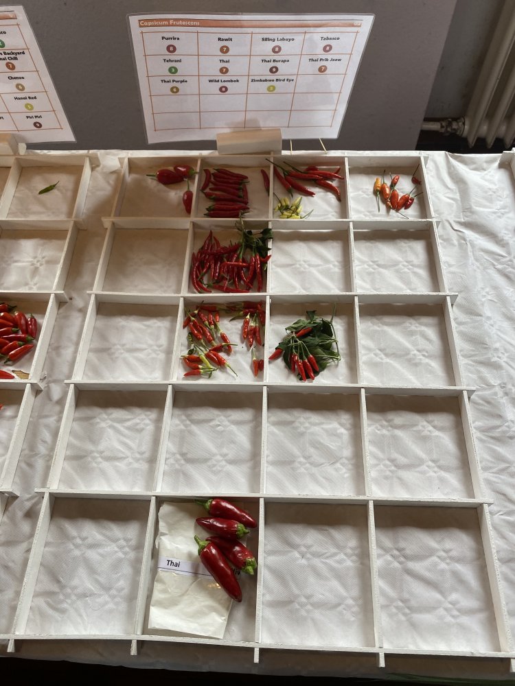 Chiliausstellung Oberursel