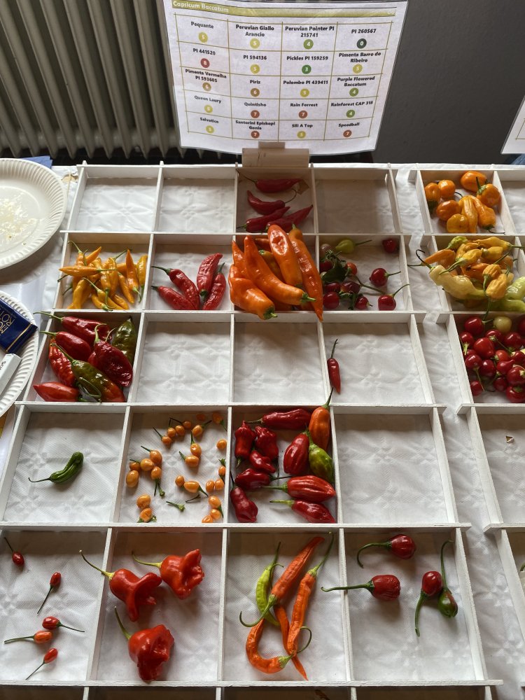 Chiliausstellung Oberursel