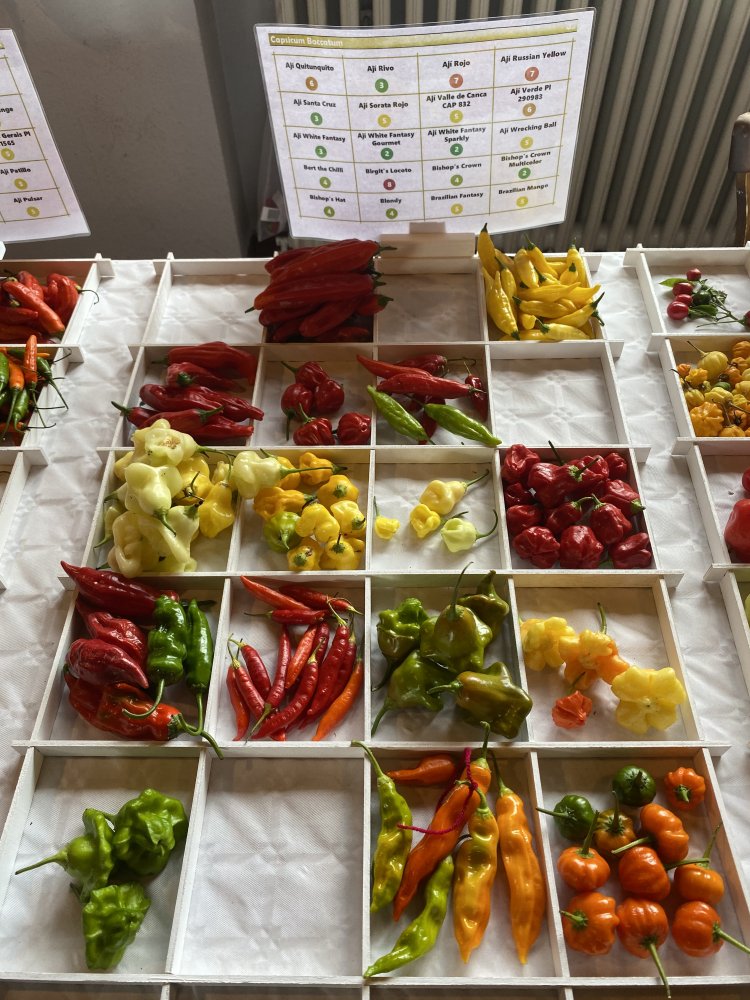 Chiliausstellung Oberursel