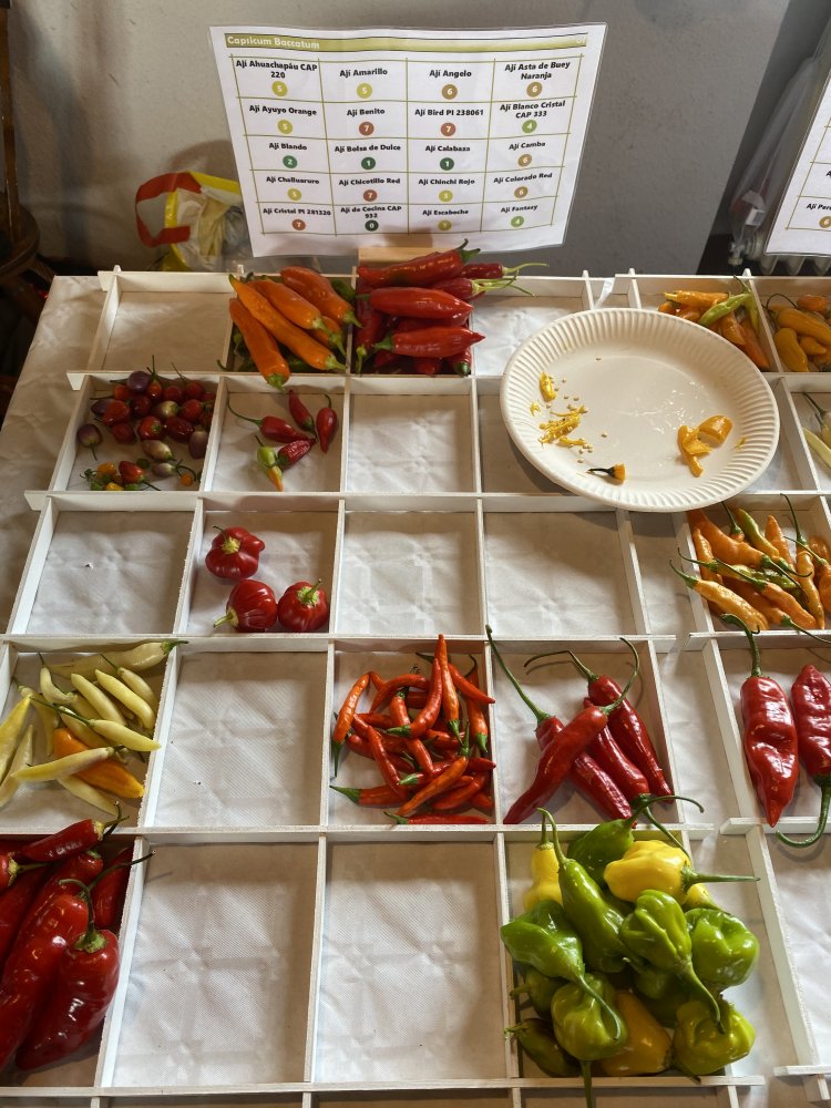 Chiliausstellung Oberursel