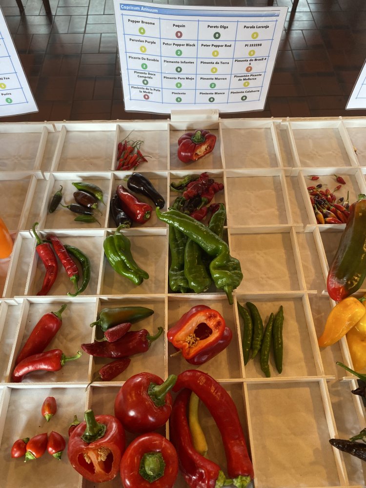 Chiliausstellung Oberursel