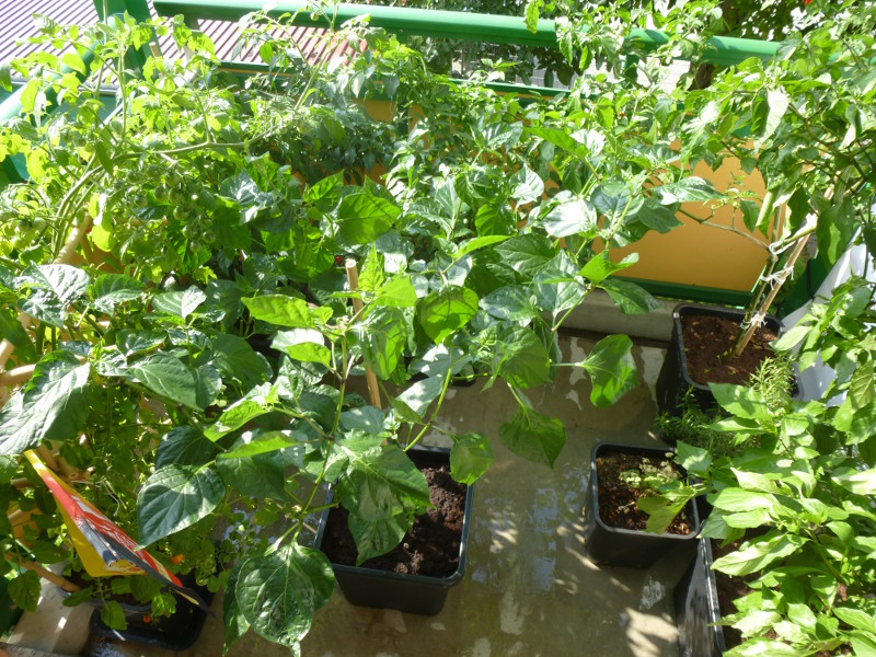 Chilibalkon_20130803