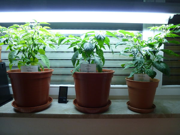 Chilifenster1_20121119