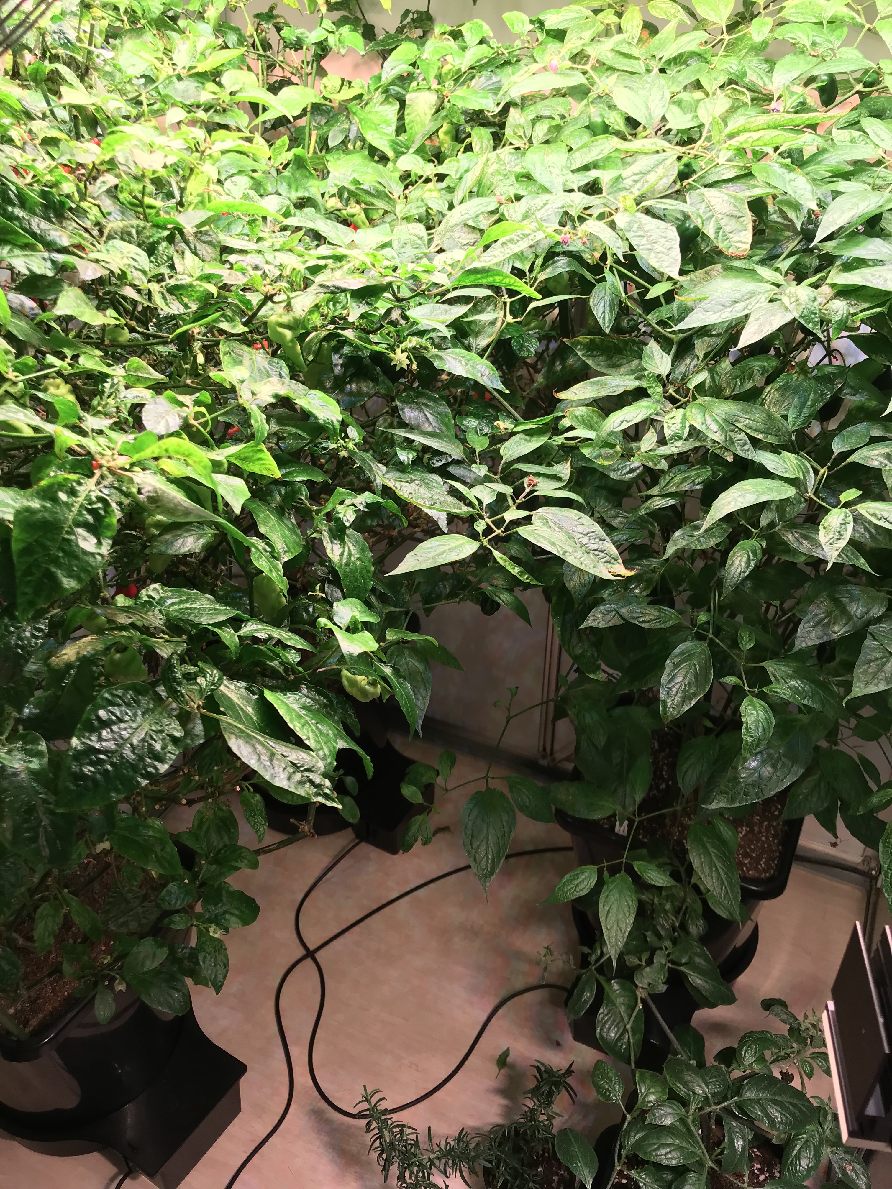 Chilihaus 04.01.2019