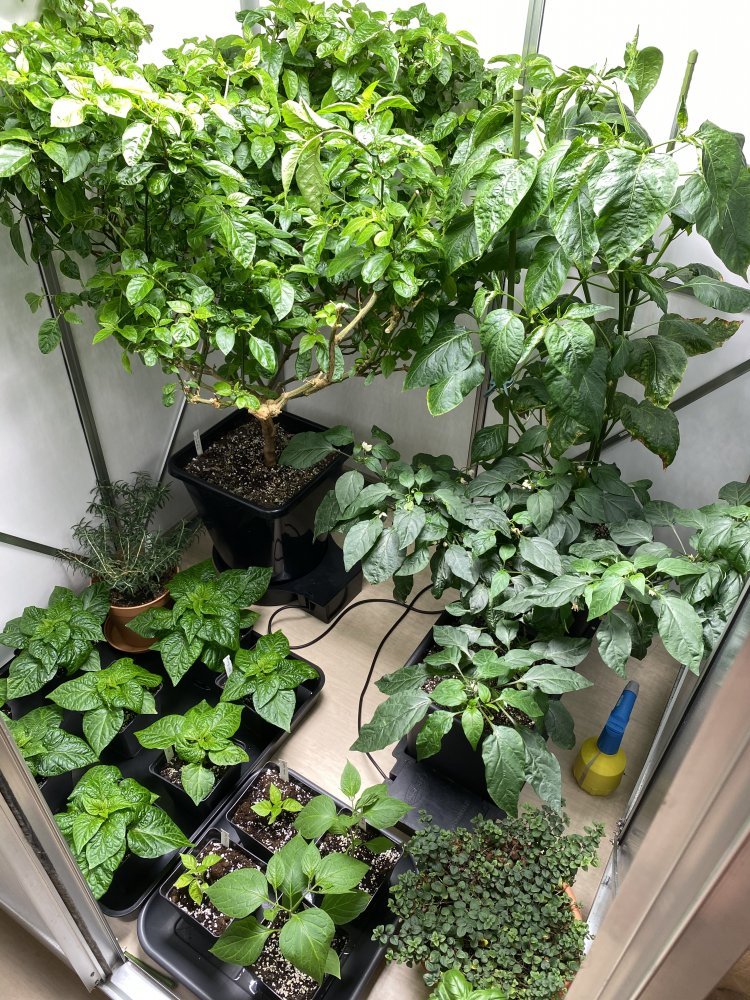 Chilihaus, aufgeräumt