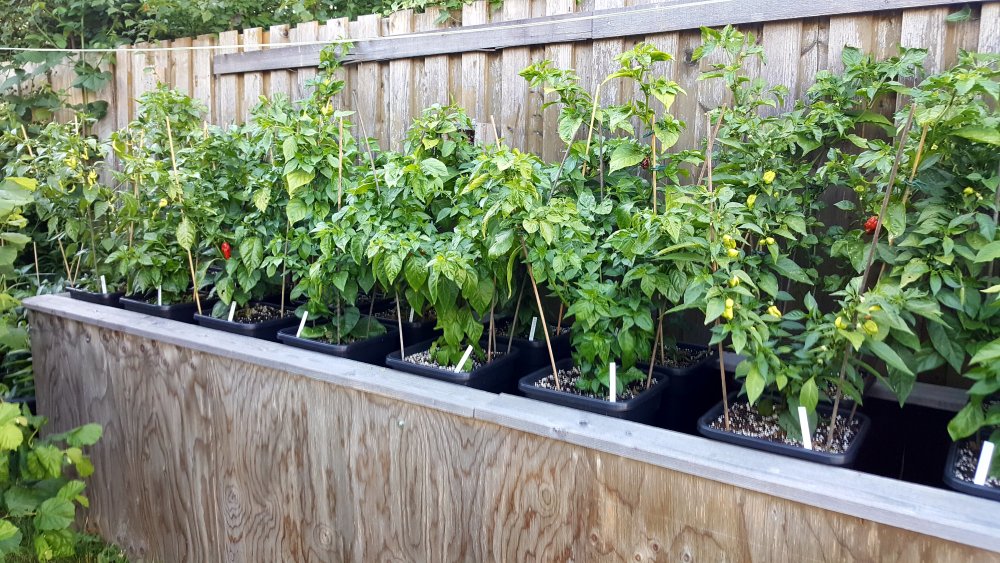 Chilihochbeet links