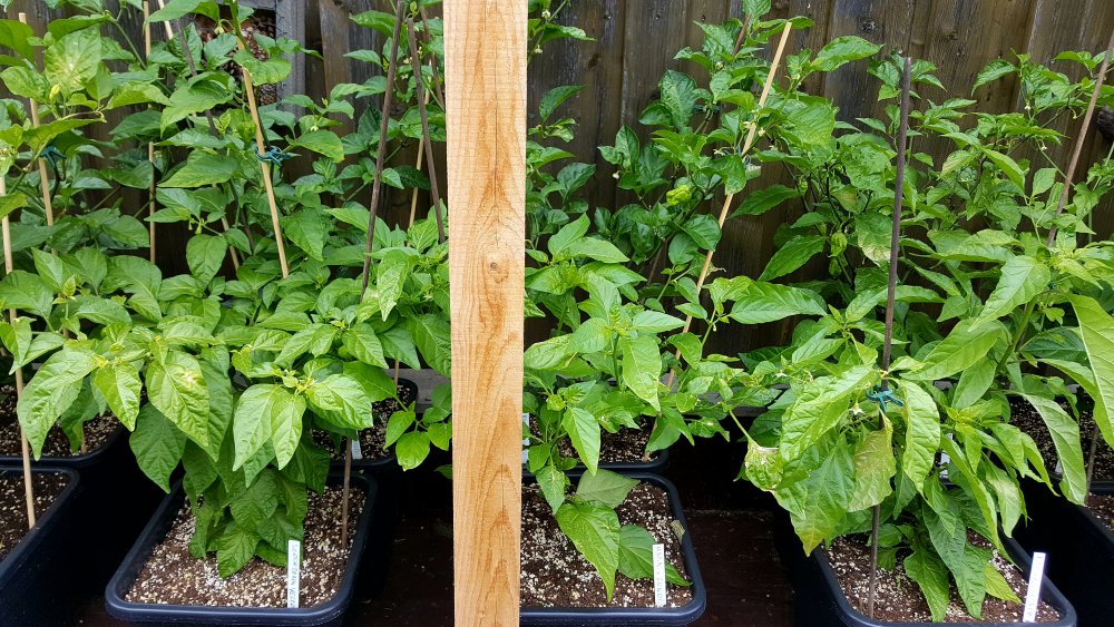 Chilihochbeet