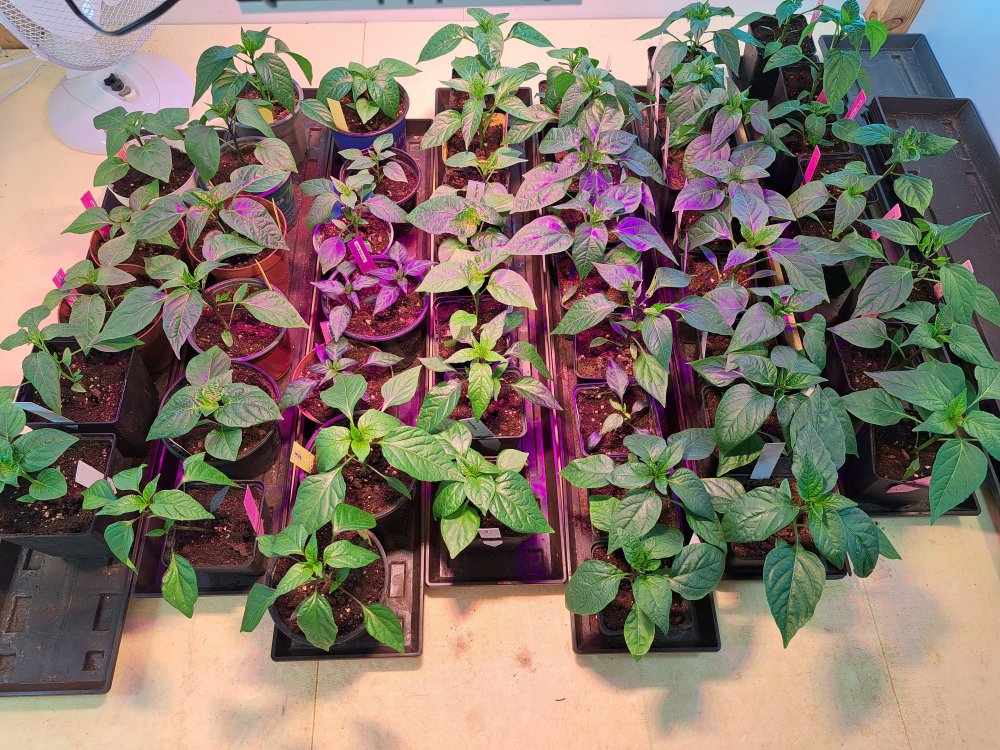 Chilipflanzen 040323 01.jpg