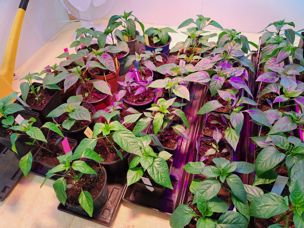 Chilipflanzen 040323 02.jpg